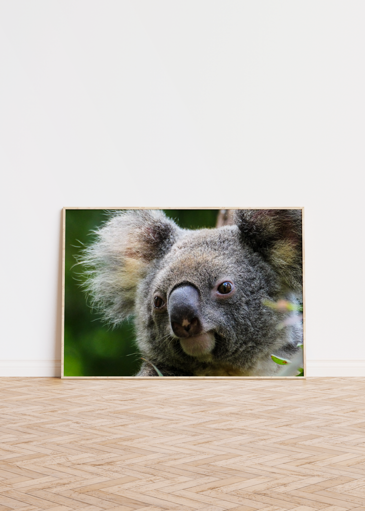 Koala Bear Print Poster 